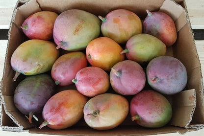 Mango Tommy Atkins wild von Rufino Box 4kg
