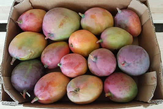 Mango Tommy Atkins wild von Rufino Box 4kg