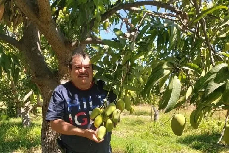 Spanischer Mango-Bauer präsentiert frische Mango-Träume direkt vom Baum – ideal für alle, die authentisch mango träume kaufen möchten.