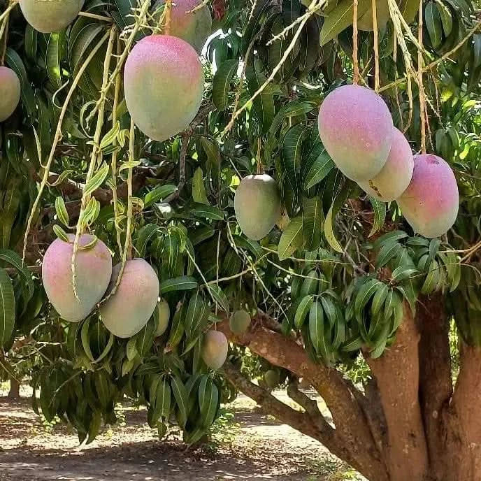 Bio-Mangos reifen am Baum in der Sonne – Mango träume kaufen direkt von nachhaltigen Plantagen