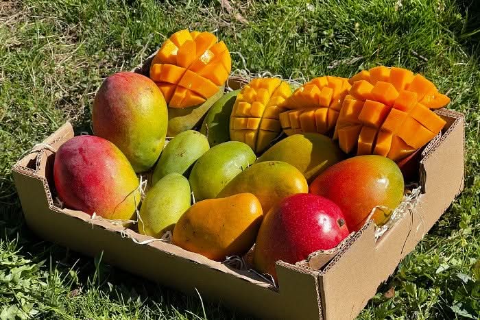 Bio Mango-Träume Mix-Box mit vier exotischen Mangosorten – frisch geschnitten und bereit zum Genießen. Jetzt Mango Träume kaufen und Vielfalt erleben.