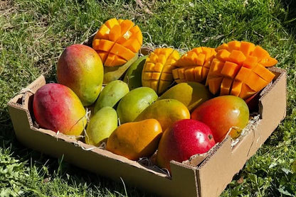 Bio Mango-Träume Mix-Box mit vier exotischen Mangosorten – frisch geschnitten und bereit zum Genießen. Jetzt Mango Träume kaufen und Vielfalt erleben.