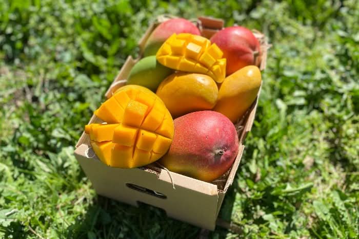 Bio Mango-Träume Mix-Box mit verschiedenen reifen Mangos zum Kaufen – direkt vom Kleinbauern, fruchtig, süß und naturbelassen