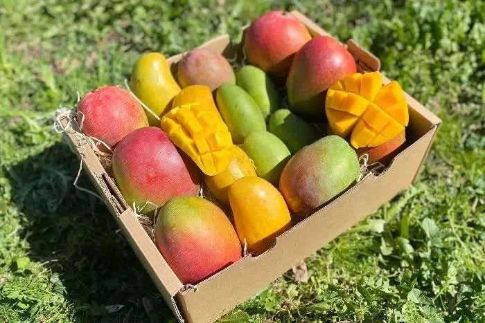 Bunte Mango-Träume Box mit verschiedenen Mangosorten aus Spanien – perfekt für alle, die frische mango träume kaufen möchten.