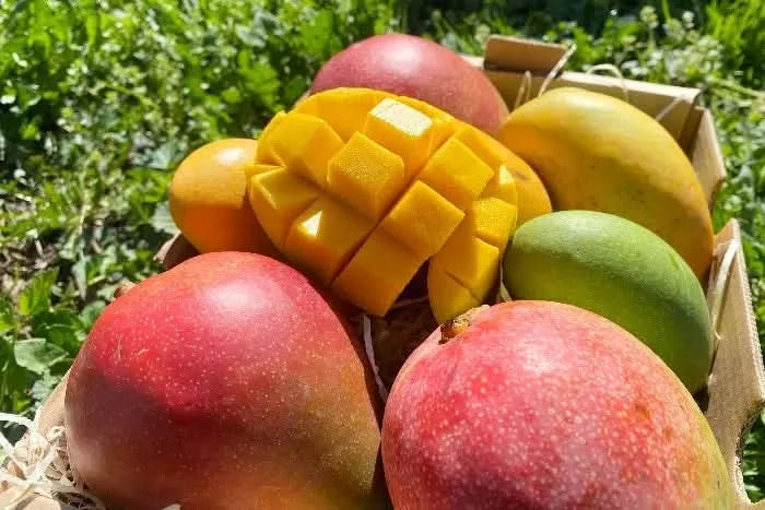 Bunte Mango-Mix-Box mit reifen Bio-Mangos unter freiem Himmel – Mango träume kaufen für puren Genuss direkt vom Erzeuger