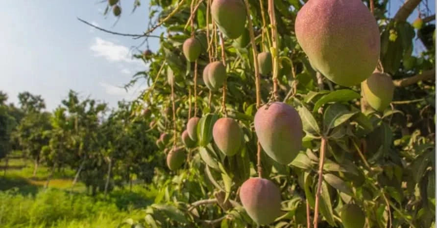 Reife Mangos hängen an den Bäumen einer sonnigen Bio-Plantage – Mango träume kaufen direkt vom Erzeuger