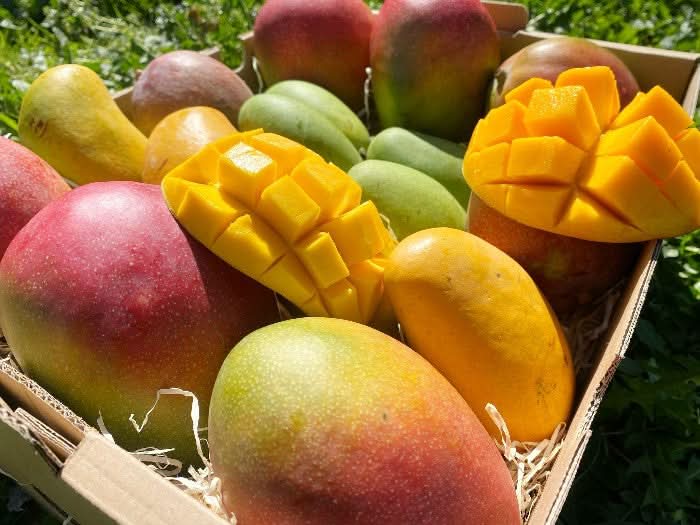 Bio Mango-Träume Mix-Box mit verschiedenen Mangosorten: Ataulfo, Kent, Haden und Wildmango – ideal für alle, die mango träume kaufen möchten.