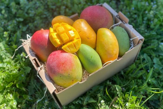 Bio Mango-Träume kaufen – Bunte Mango-Mixbox mit verschiedenen Sorten, naturbelassen und frisch geerntet