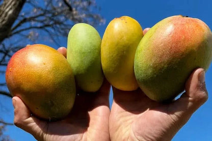Vier aromatische Bio-Mangos aus der Mango-Träume Box – von Hand gehalten vor blauem Himmel, ideal für alle, die mango träume kaufen möchten.