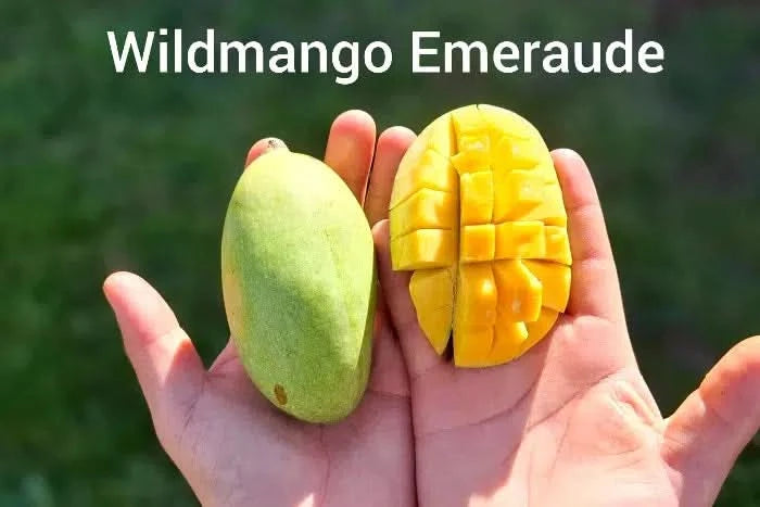 Exotische Wildmango Emeraude aus der Karibik – klein, intensiv aromatisch und perfekt für deine Bio Mango-Träume Box. Jetzt mango träume kaufen!