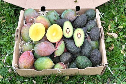 Mini Mango & Avocado Retterbox