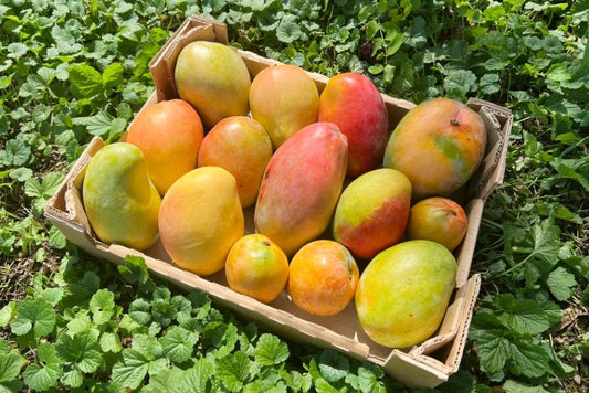 Mango "Alter Sorten" Mix von Antonio 3kg