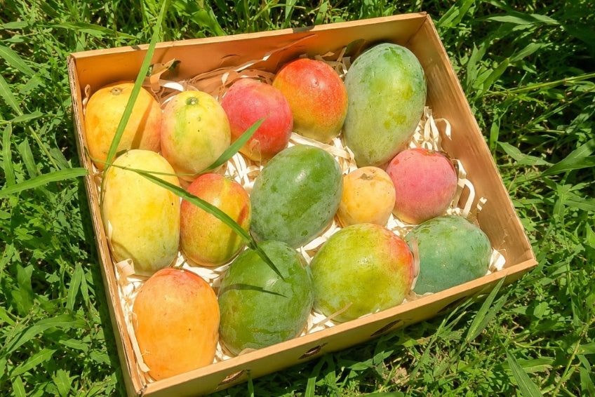 Ägyptische Mango Entdeckerbox