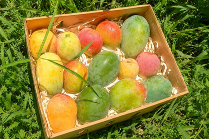 Ägyptische Mango Entdeckerbox