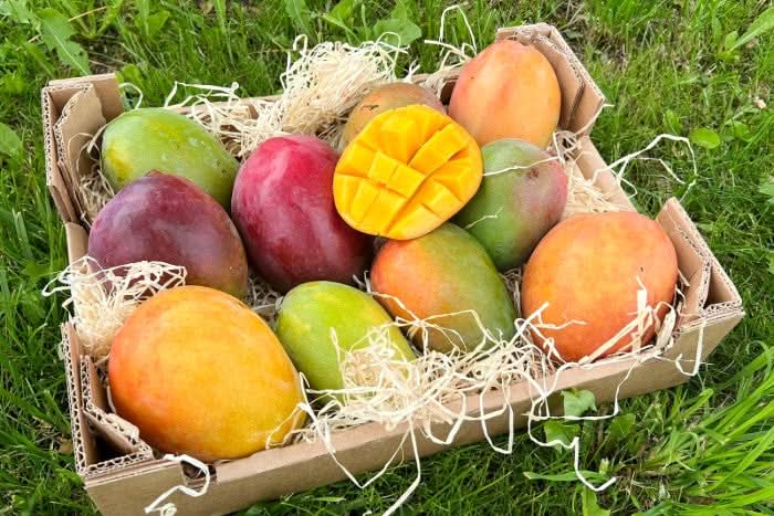 Mango von Antonio Retterbox % 3kg
