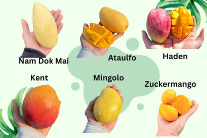 Mango Entdeckerbox
