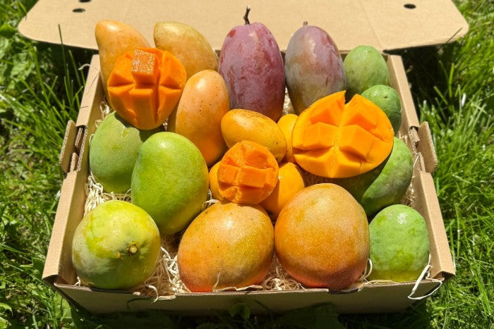 Mango Entdeckerbox (12 Sorten!) Aktionspreis %