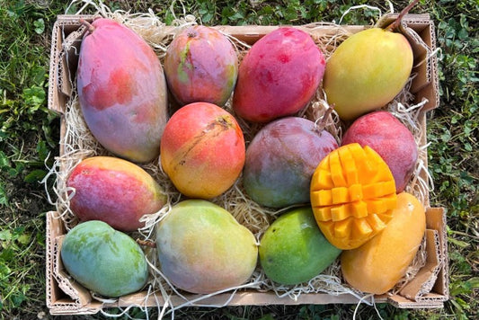 Mango Entdeckerbox (12 Sorten!) Aktionspreis %