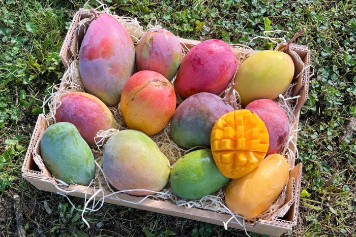 Mango Entdeckerbox (12 Sorten!) Aktionspreis %