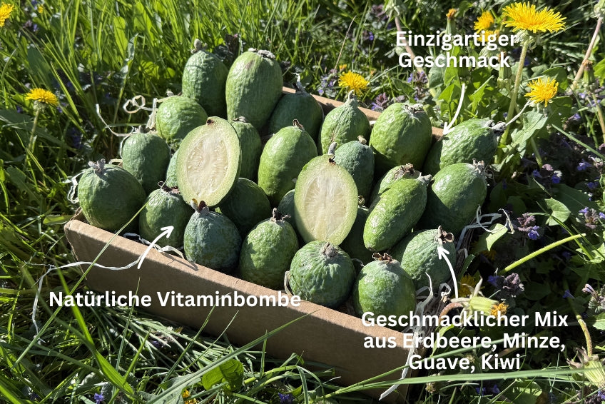 Feijoa (brasilianische Guave)