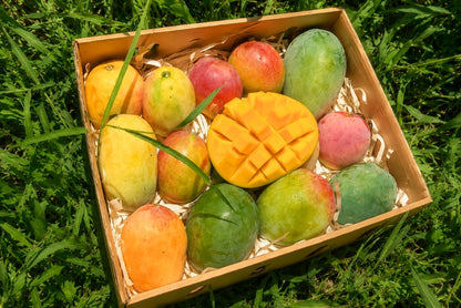 Ägyptische Mango Entdeckerbox