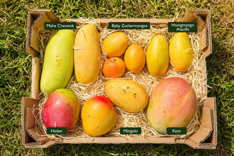 Mango Entdeckerbox