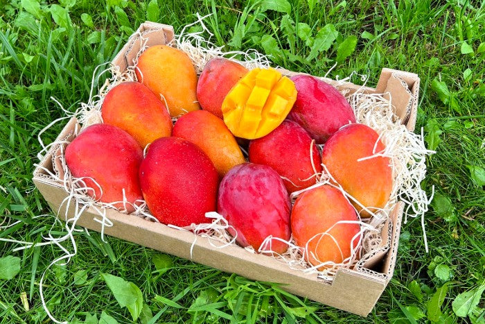 Mango Irwin Edelsorte Bio Aktionspreis %