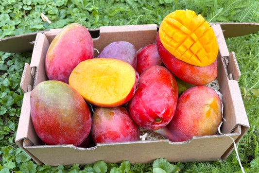 Mango Irwin Edelsorte Bio von Julian
