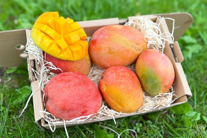 Mango "Isis" Bio von Julian