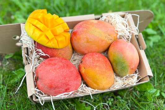Mango "Isis" Bio von Julian