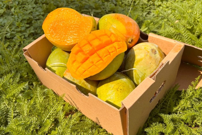 Mango Kensington Pride von Julian Aktionsbox