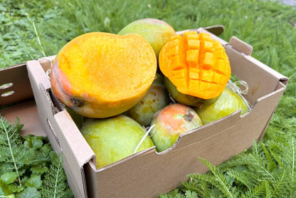 Mango Kensington Pride von Julian Aktionsbox