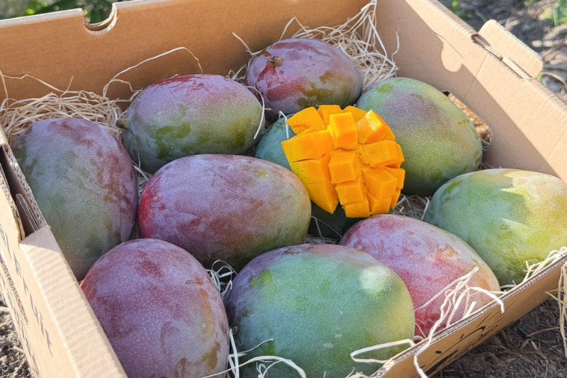 Mango Kent von Julian Sonderaktion % 4kg