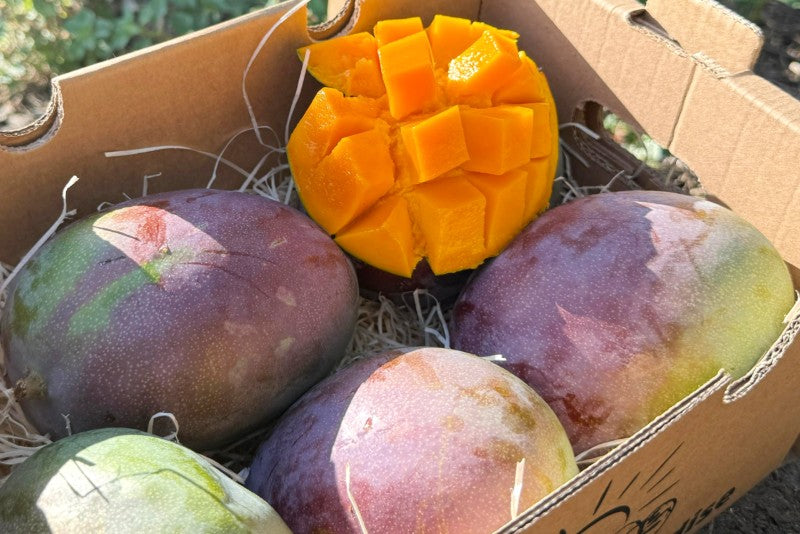 Mango Kent von Julian Sonderaktion % 4kg