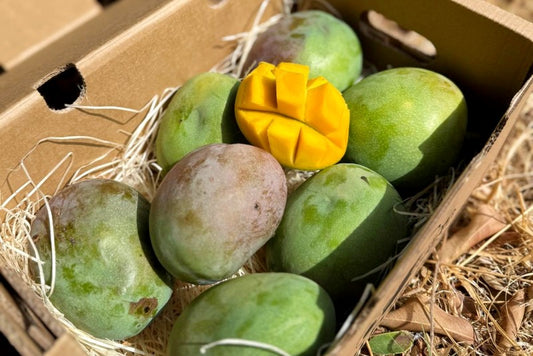 Mango Kent Bio von Julian Kennenlernpreis