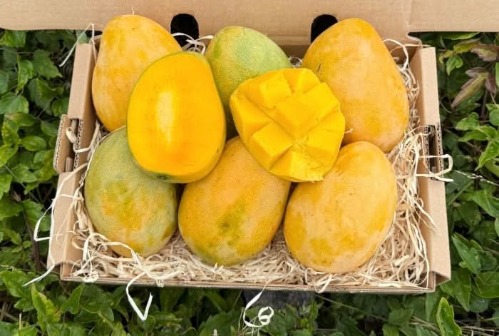 Mango Mingolo baumgereift Box 2kg