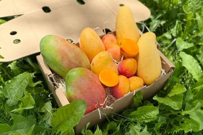 Mango Entdeckerbox 3kg Flash-Aktion %