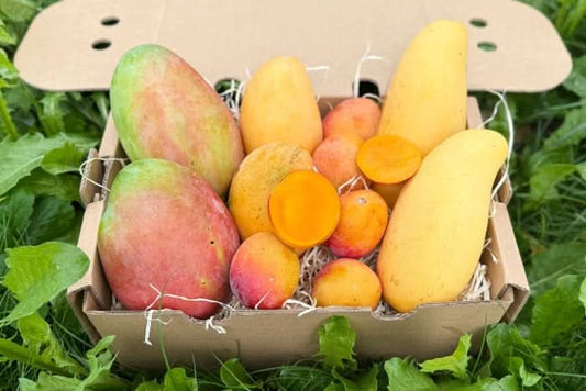 Mango Entdeckerbox 3kg