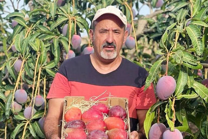 Mango von Antonio Retterbox % 3kg