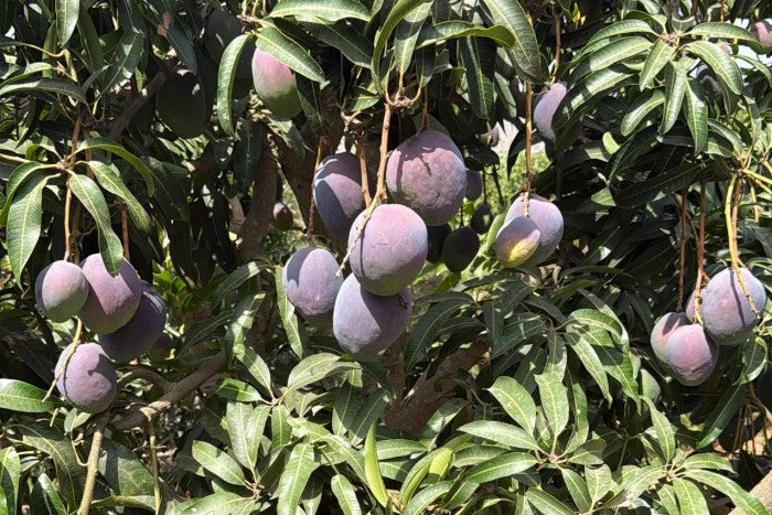 Riesenmango "Rosa" wild von Julian Stk. ca. 1kg