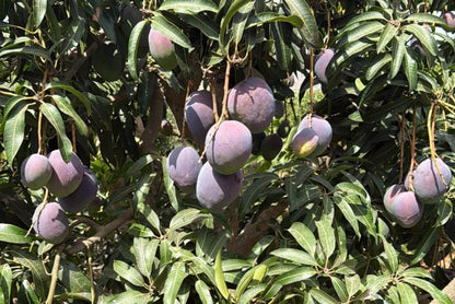 Riesenmango "Rosa" wild von Julian Stk. ca. 1kg