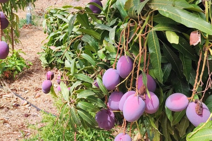 Riesenmango "Rosa" wild von Julian Stk. ca. 1kg