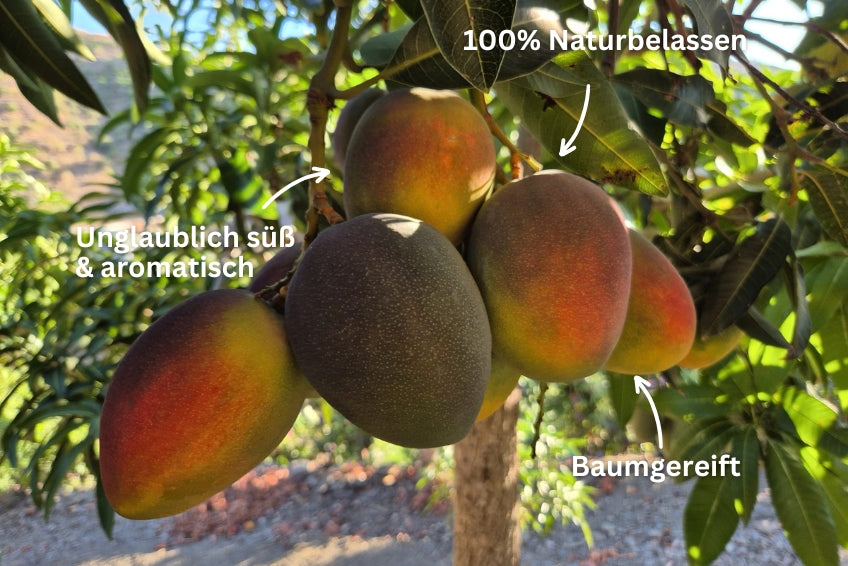 Mango Sensacion von Julian Aktionswoche %