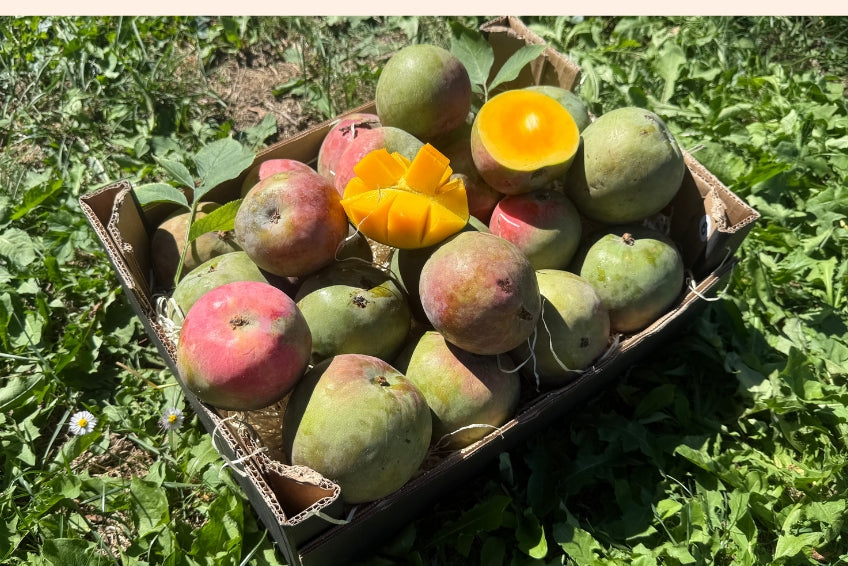 Mango Torbe von Julian
