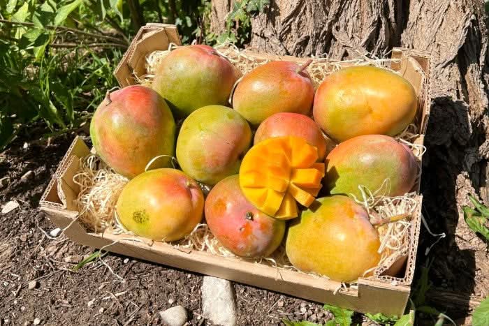 Mango Tropigold von Antonio