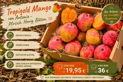 Mini-Mango Tropigold von Antonio Aktionspreis %