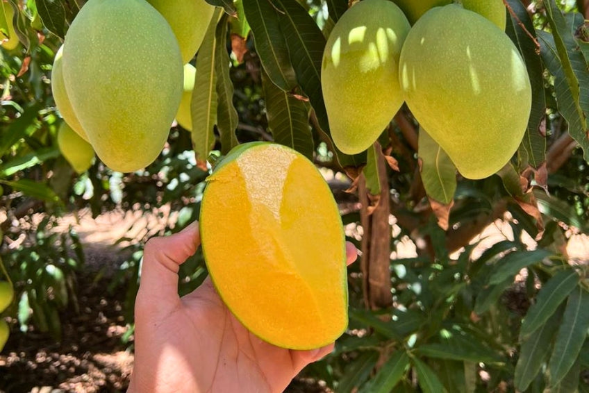 Mango Rosa baumgereift