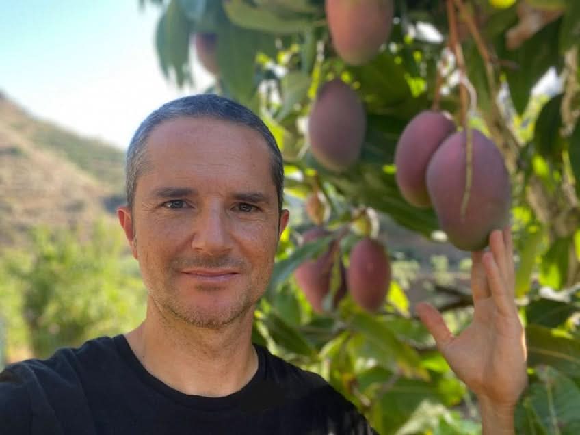 Mango Sensacion Bio (Finca de la Axarquia) Box 4kg