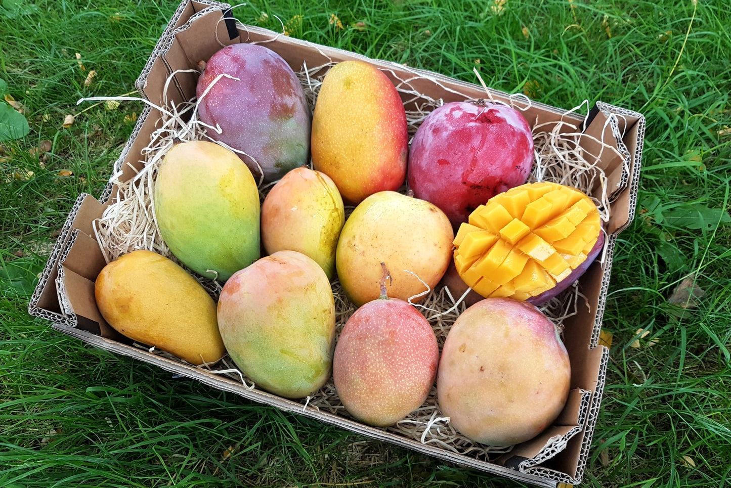 Mango Entdeckerbox (8-10 Sorten!)