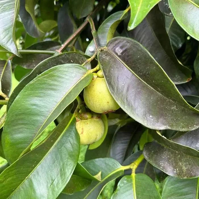 Mangostan von Juan Naturbelassen
